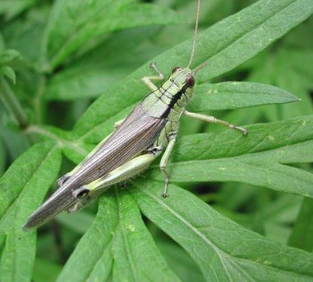 常见的大虫子科普,盘点那些你没见过的虫子