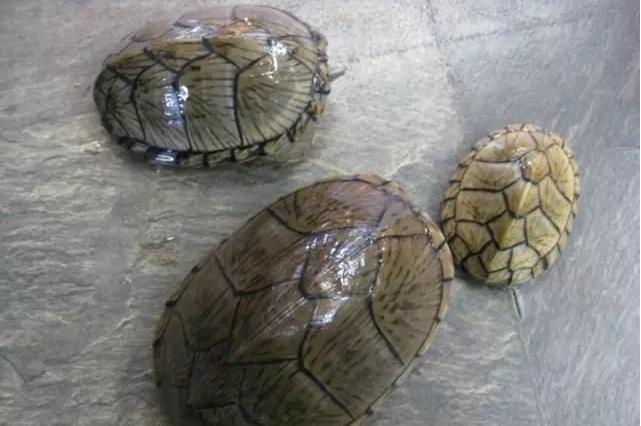 宠物龟病症大全图解,宠物龟离奇死亡