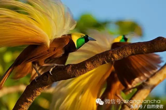 大卫爱登堡2024,美得令人窒息英文