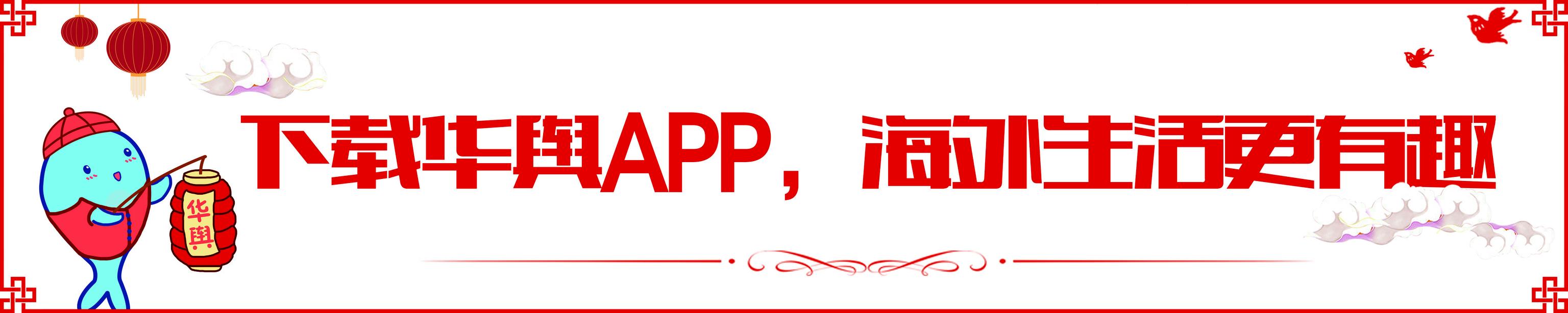 小鹿不再乱撞翻译,小鹿乱撞老鹿蹒跚的经典语录