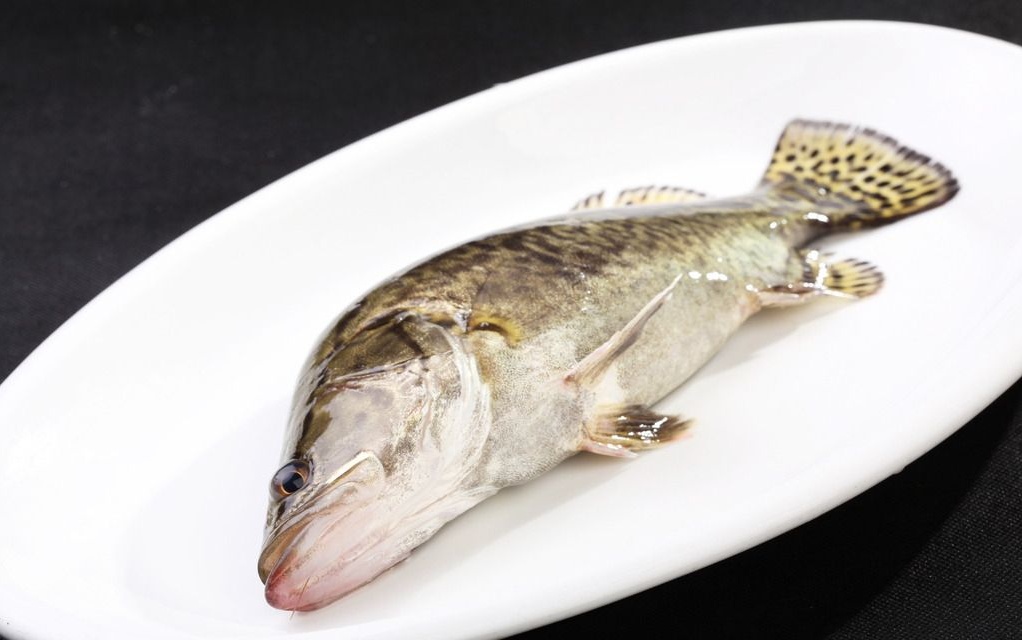 鱼尽量少吃是什么原因,不带鳞的鱼为什么要少吃