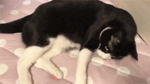 猫笑起来到底有多可怕,猫笑的样子和正常样子