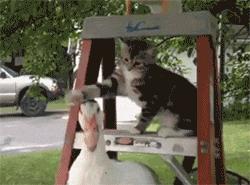 猫笑起来到底有多可怕,猫笑的样子和正常样子