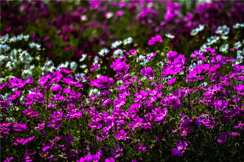 肃北七彩花海,肃北百亩花海在哪里