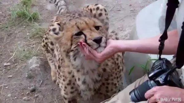 遇到野生豹怎么办,面对野生猎豹