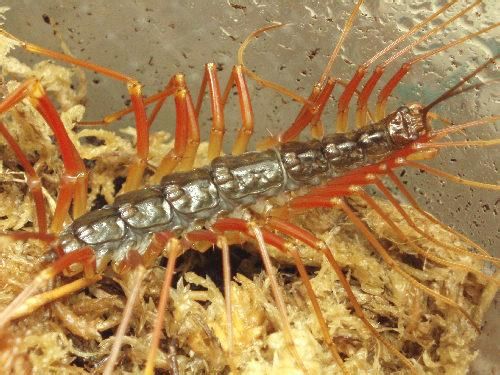 常见的大虫子科普,盘点那些你没见过的虫子