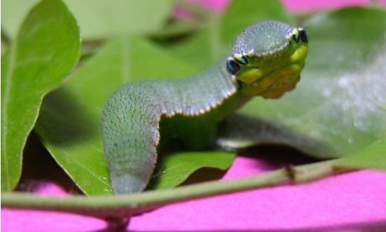 常见的大虫子科普,盘点那些你没见过的虫子