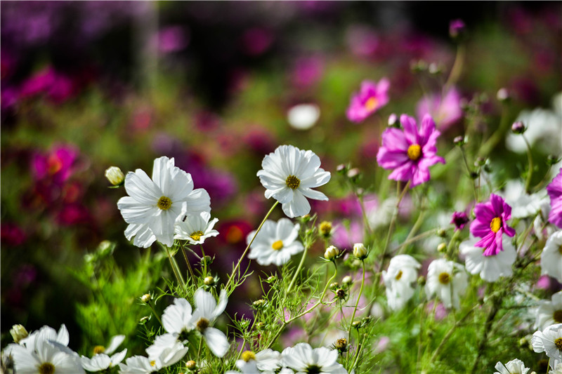 肃北七彩花海,肃北百亩花海在哪里