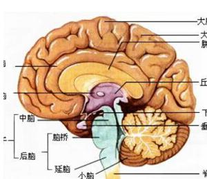 脑垂体腺瘤中医怎么治疗,脑垂体腺瘤的治疗方法