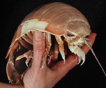 常见的大虫子科普,盘点那些你没见过的虫子