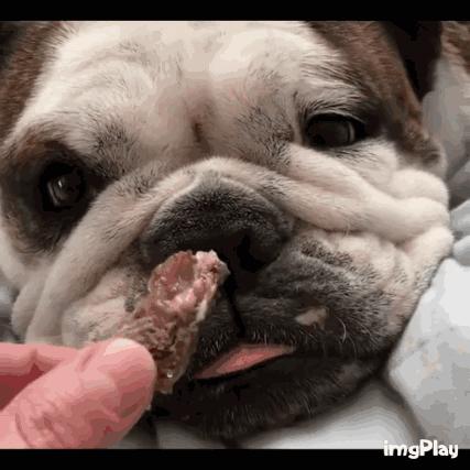 纯种英斗吃什么,英斗吃啥