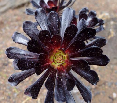 不知道什么植物养不活,不知道自己养的多肉是什么品种