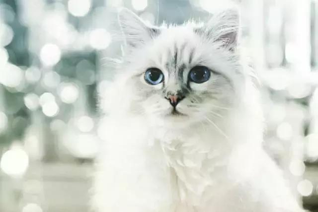 这些宠物都在背LV，你还敢抱怨自己像狗一样累？