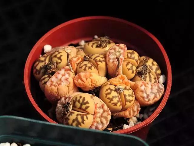 南非秘宝,遗落在世间的宝藏