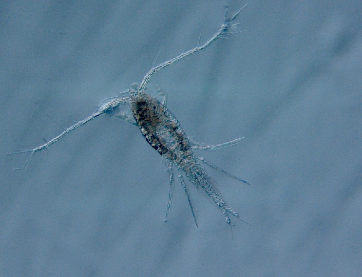 常见的大虫子科普,盘点那些你没见过的虫子