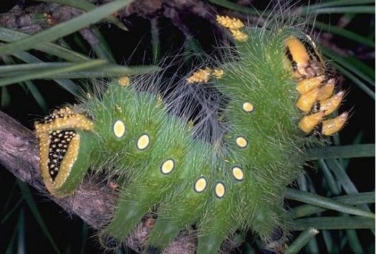 常见的大虫子科普,盘点那些你没见过的虫子