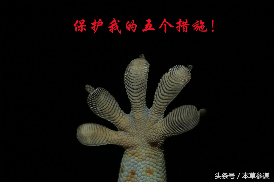 仙蟾的功效,仙蟾的种类