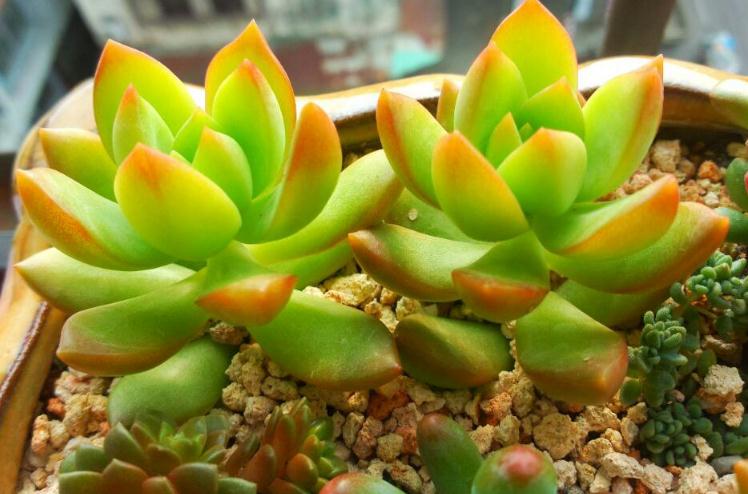 不知道什么植物养不活,不知道自己养的多肉是什么品种