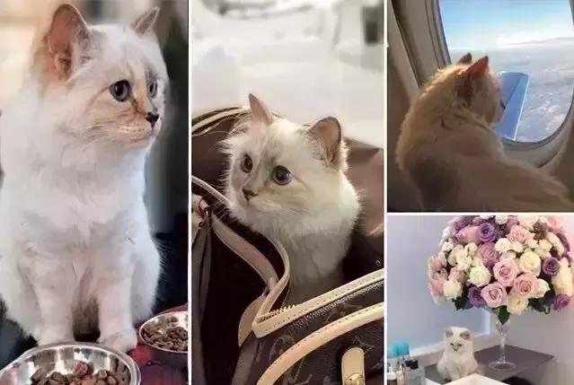 这些宠物都在背LV，你还敢抱怨自己像狗一样累？