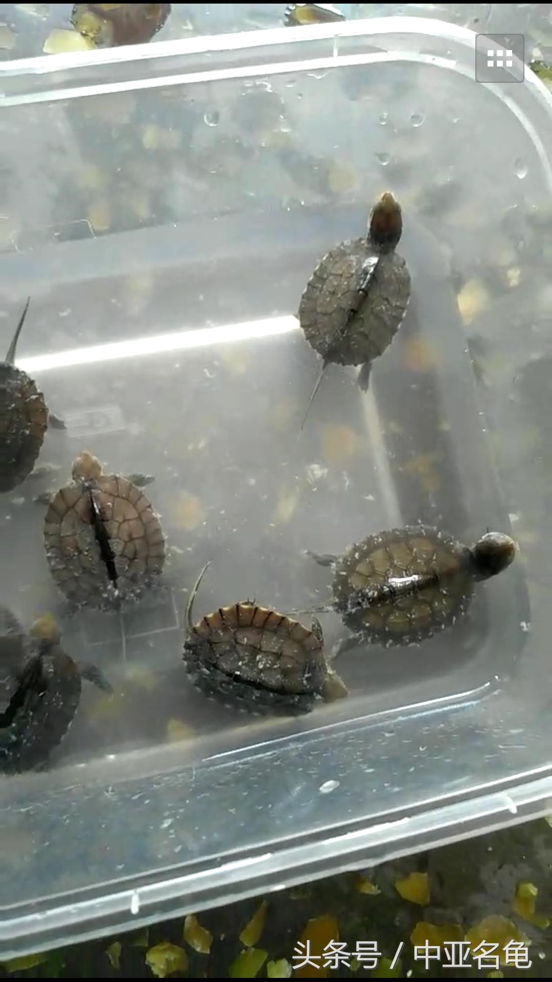 龟水霉病怎样处理,龟类怎么预防水霉病