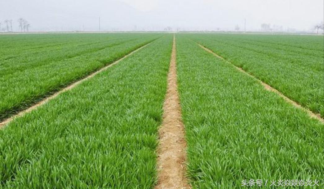 小麦种包衣推荐,小麦投入与产出