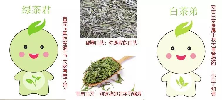 高端茶叶试喝装品鉴安吉白茶,安吉白茶真假美猴王