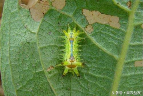核桃怎么防止招虫害呢图片,地下核桃虫的防治办法