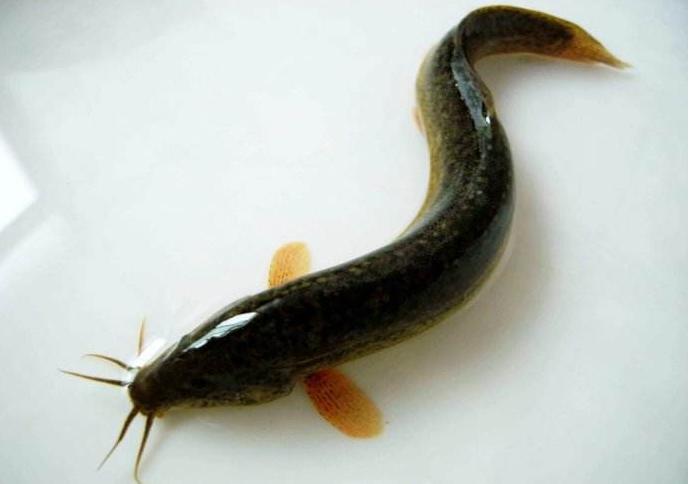 青鱼草鱼鲢鱼鳙鱼被称为四大家鱼,和鳙鱼相似的鱼有哪些