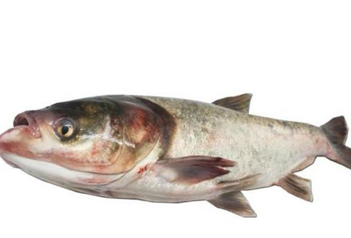 大头鱼跟白鲢鱼区别图片,青鱼草鱼鲢鱼鳙鱼被称为四大家鱼