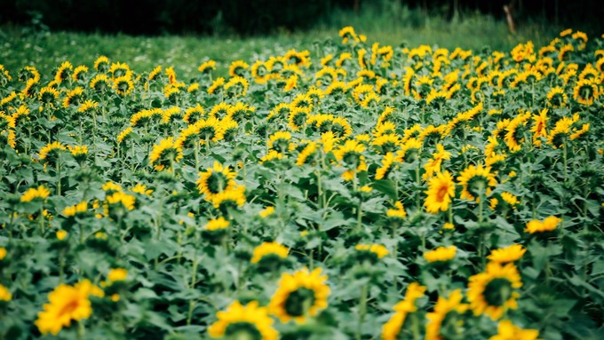 自驾游记初秋内蒙草原风光无限,内蒙大草原之旅自驾游哪里最美