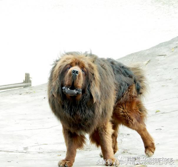 藏獒犬的科普,犬类科普大全