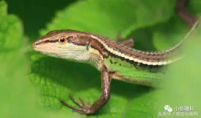 在闽南不仅有四脚蛇，还有四脚鱼，也叫“中国火龙”！