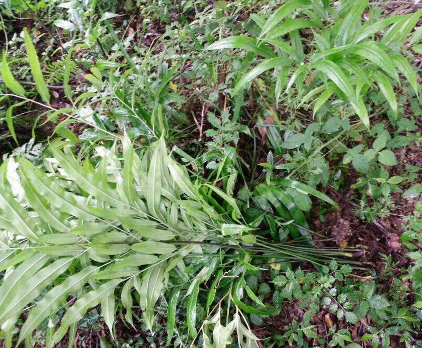 凤尾草与凤尾草的区别,白凤尾草和红凤尾草