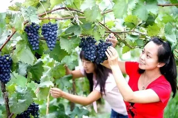 镇江有轨电车,镇江有名的塔叫什么塔