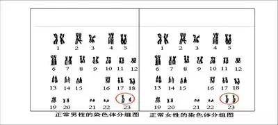 「助孕知识」染色体与卵巢的关系？！