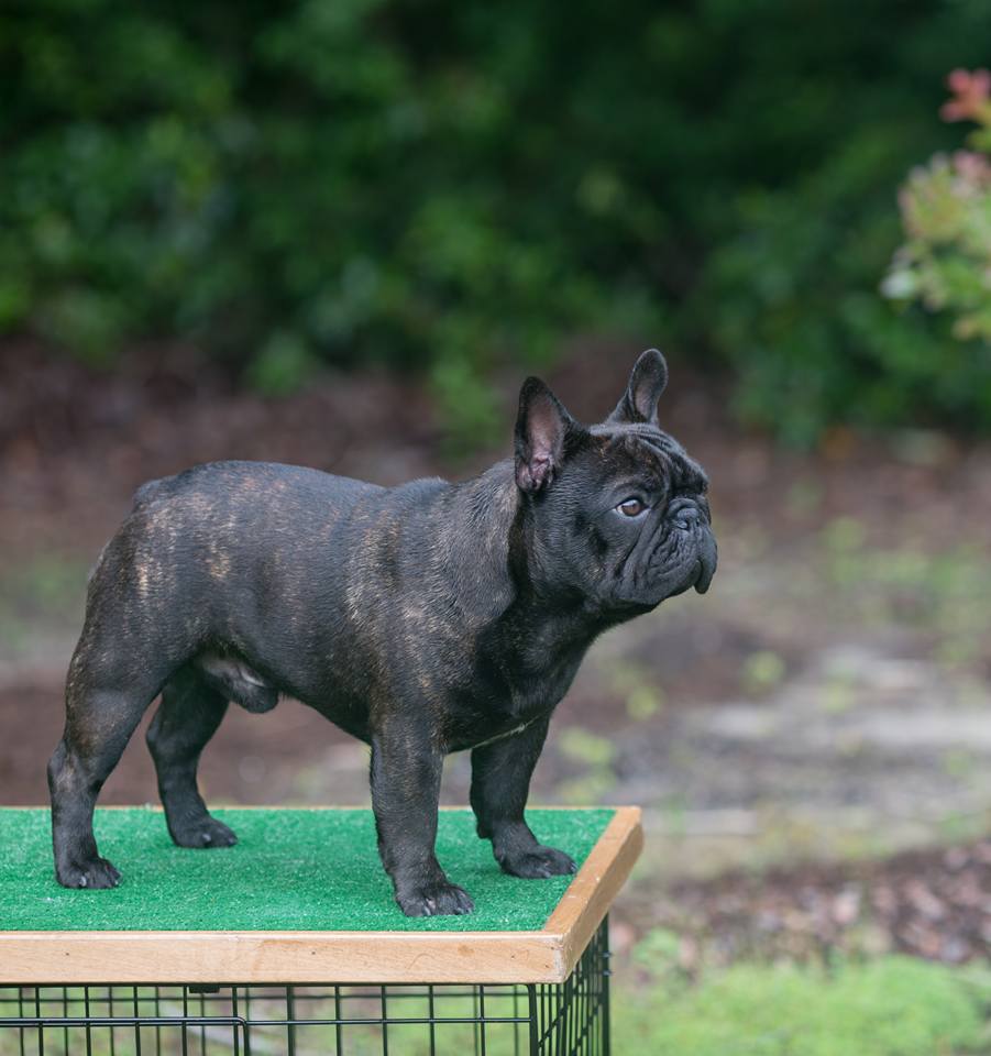美国西敏寺犬展金毛,美国西敏寺博美犬展