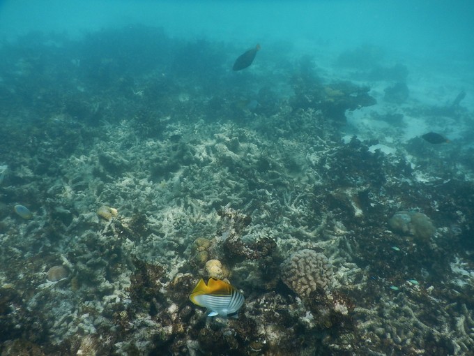 马尔代夫魔富士岛,马尔代夫一价全包浮潜最好的岛