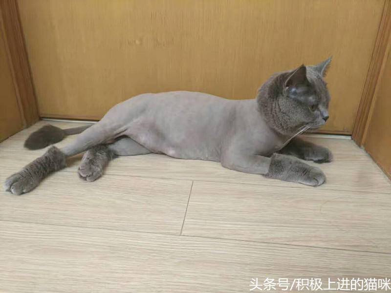 猫咪有隐睾是什么毛病,猫咪隐睾在腹腔内并萎缩怎么办