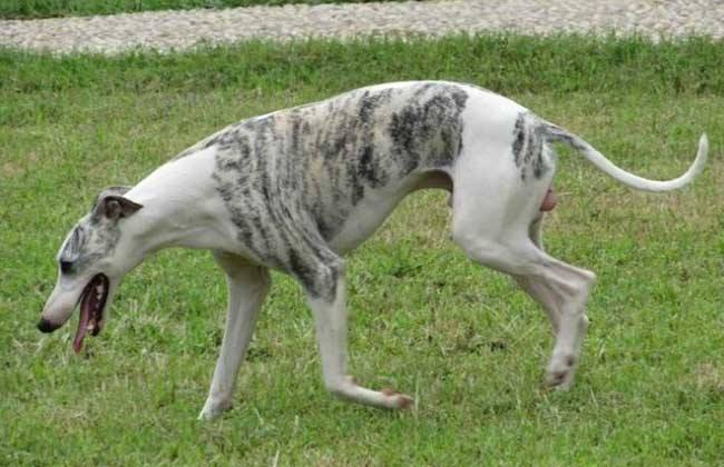 如何了解各种不同的狗狗品种,小型狗当中什么狗型最好