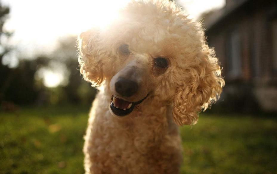 如何了解各种不同的狗狗品种,小型狗当中什么狗型最好