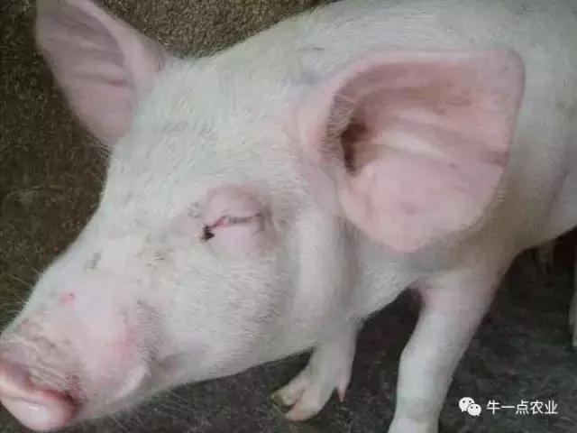 猪水肿病是由什么菌引起的,生猪水肿病的症状及治疗方法