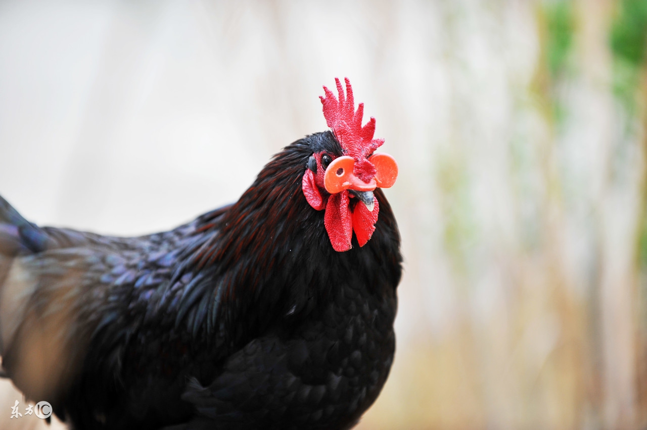 鸡钙缺乏症应如何防治,鸡缺乏钙怎么办