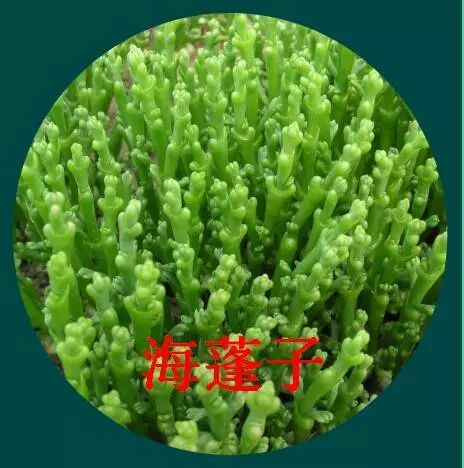 海蓬子菜营养价值,海蓬子如何吃