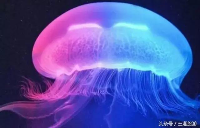 株洲神农城水母,株洲海洋馆水母王国