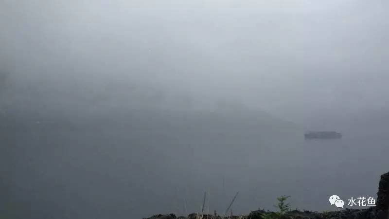 水体清澈情况下鱼会缺氧吗,淡水鱼缺氧是什么现象及施救办法