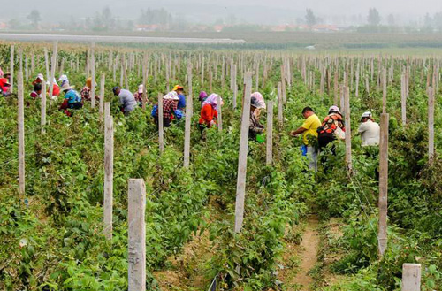 农村不愁销路的创业项目,农村创业不容易投资几十万