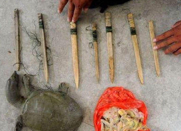 野河钓甲鱼口诀,屎打窝钓鱼效果