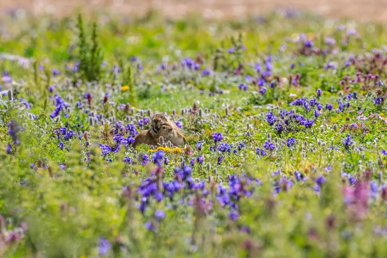 佳能6dmark2,佳能6dmarkii拍会议照片怎样对焦