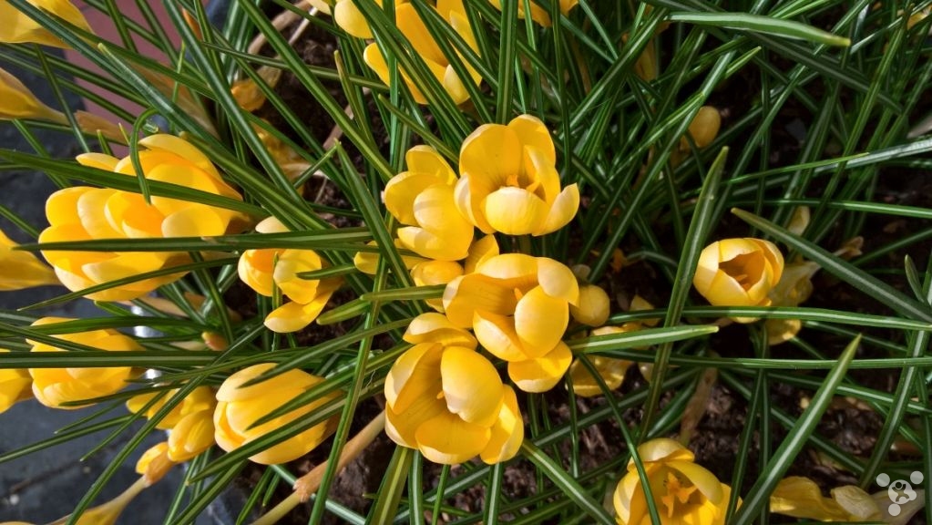 lumia650还可以用吗,微软lumia950详细评测