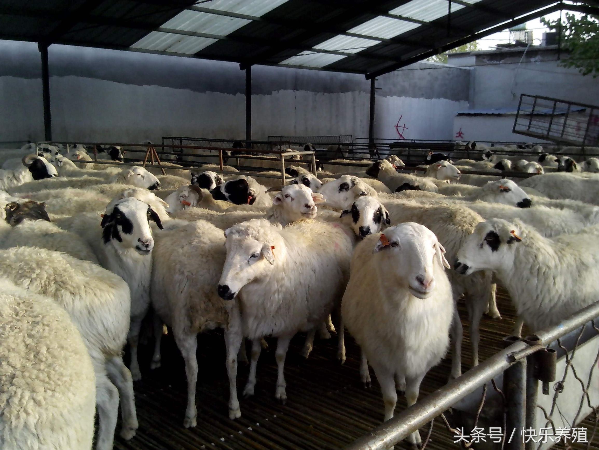 淘汰羊育肥配方,淘汰羊如何快速育肥